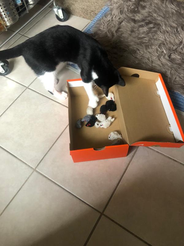 Jaxon and his babies.