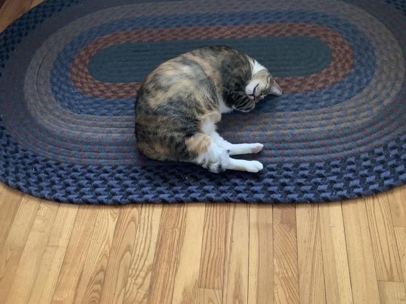 Sunny, the portly pony