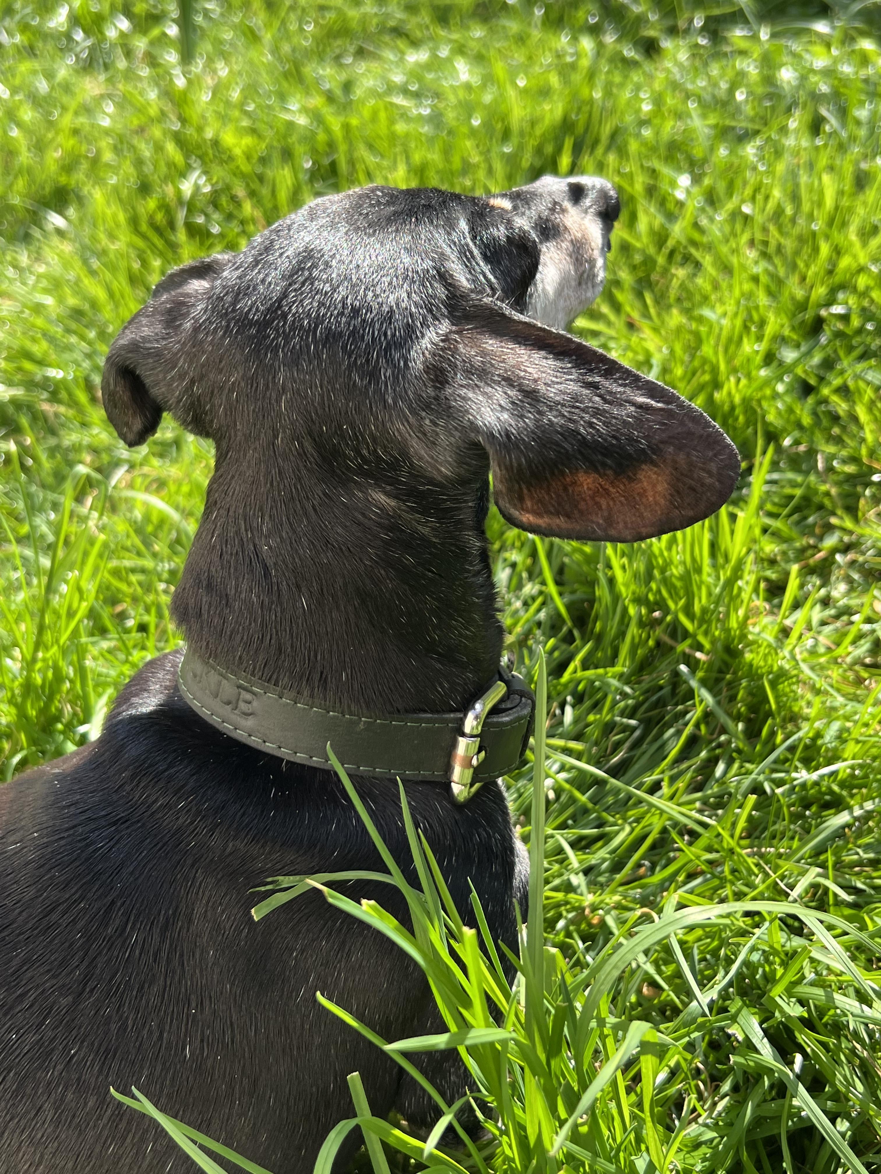 Carnivore Chicken, Turkey + Duck Grain-Free Senior Dog Food | Go