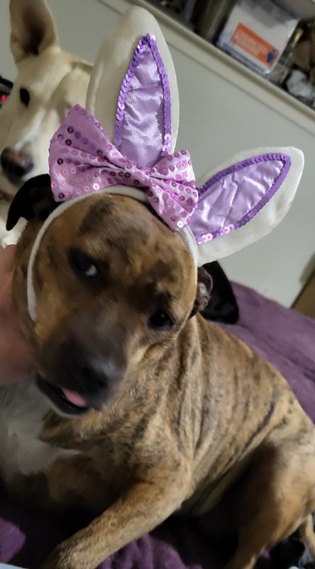 Mishka, Tommy, and Tiger at Easter.