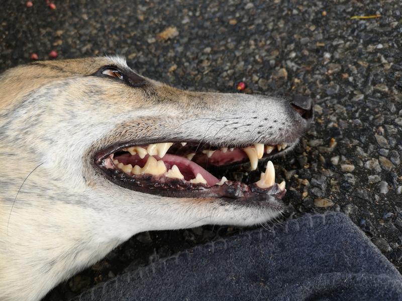 Chicken flavoured clearance dog toothpaste