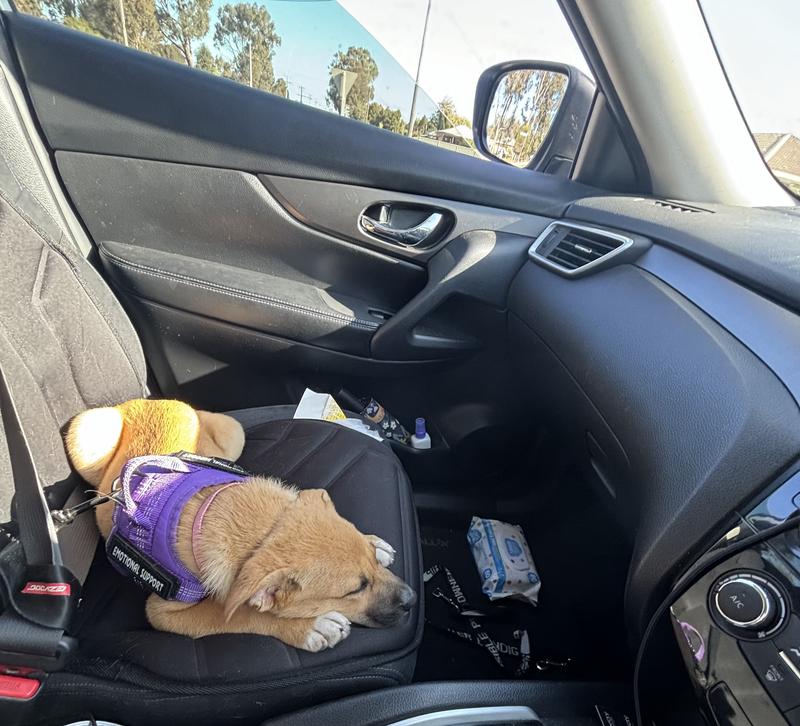 Dog seat belt petbarn hotsell