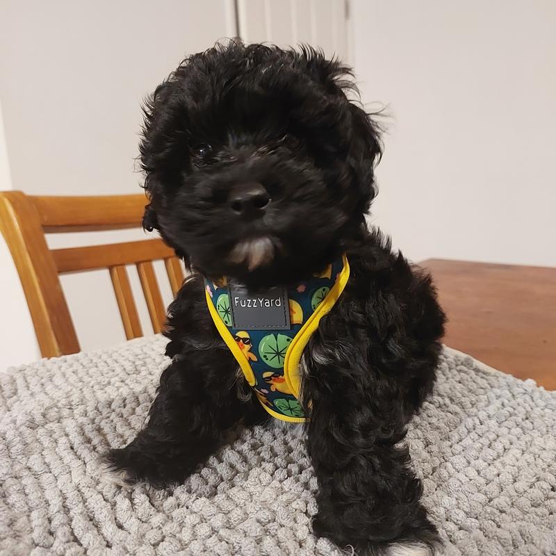 Black Hawk Small Breed Chicken Rice Puppy Food 3kg