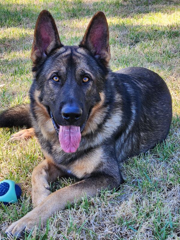 Furminator De-shedder For Large Long Haired Dogs