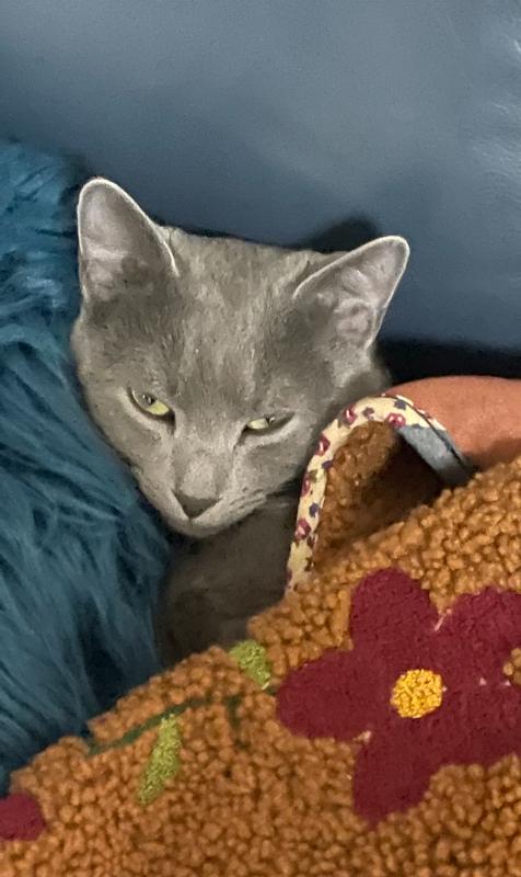 Trouble Trix Lavender Cat Litter 15L Petbarn