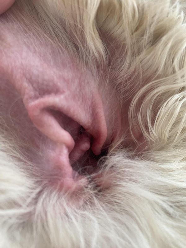 Ilium ear best sale drops petbarn