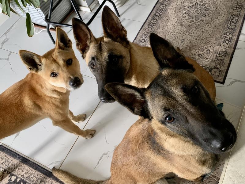 Is taste of the wild bad for cancer my dog