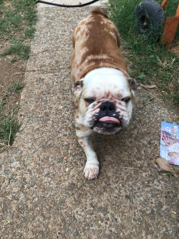 Black Hawk Chicken Rice Adult Dog Food 20kg Petbarn