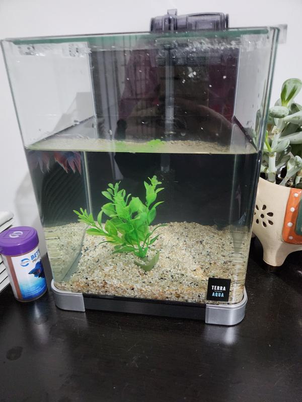 Betta fish sale tanks petbarn