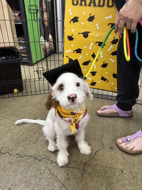 Leaps Bounds Chicken Vegetable Puppy Dog Roll 2kg Petbarn