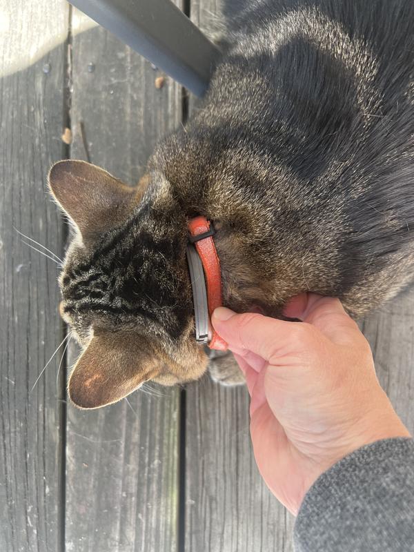 Flea collar petbarn online
