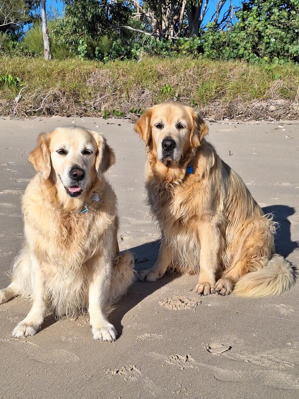 Royal Canin Golden Retriever Adult Dry Dog Food 12kg | The