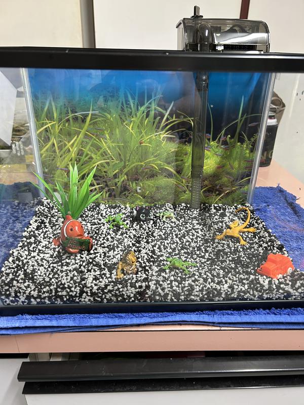 Best Gravel For Goldfish Tank Terra Aqua Goldfish Learner Kit 21L