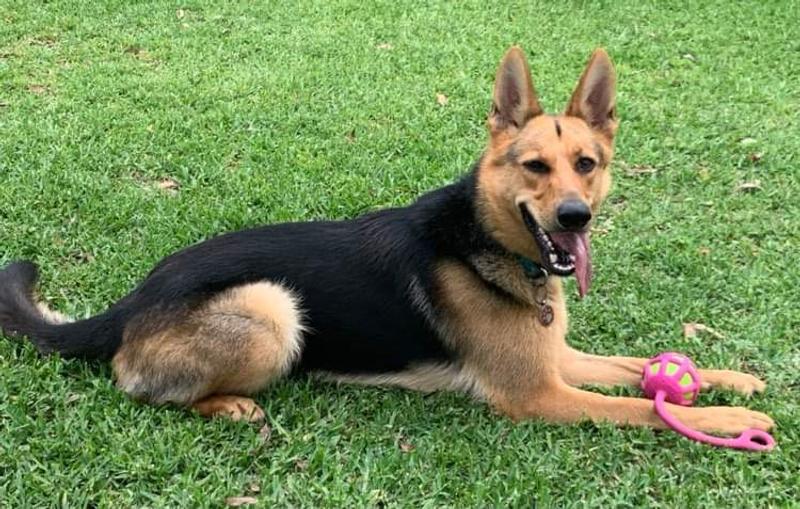 Royal Canin Maxi Adult Dog Food 15kg Petbarn