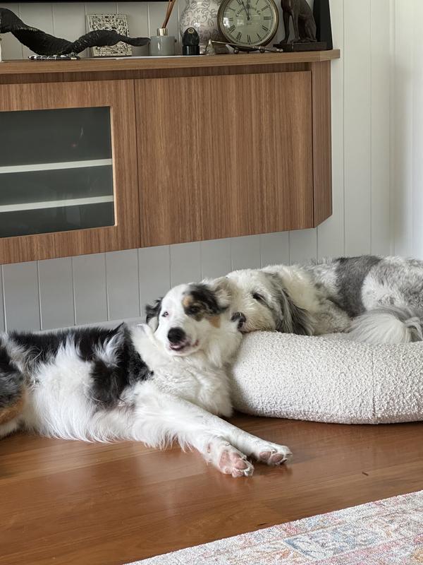 Dermcare Aloveen Shampoo Dermcare Petbarn