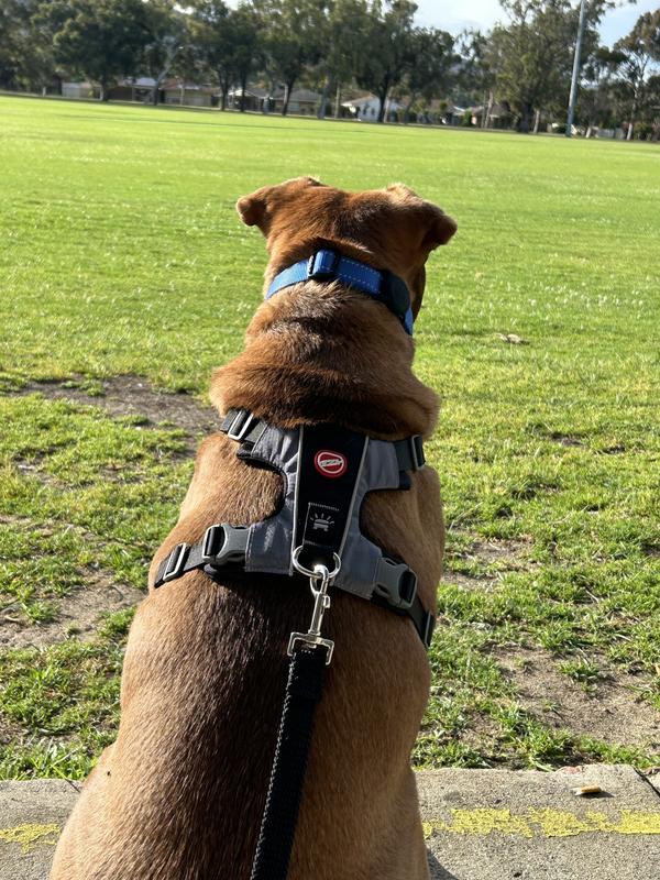 Ezydog Electric Dog Collar Petbarn Ezydog Harness X-link Black L