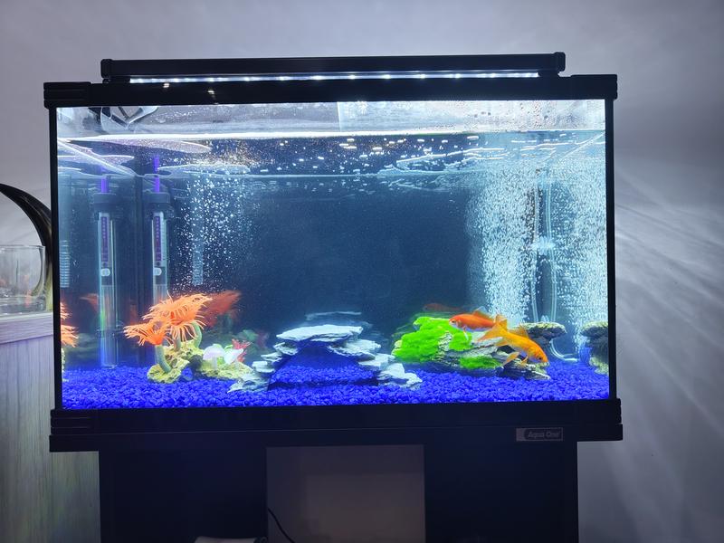 Horizon 65 Glass Starter Kit W Stand 65L 60x36x30cm Petbarn