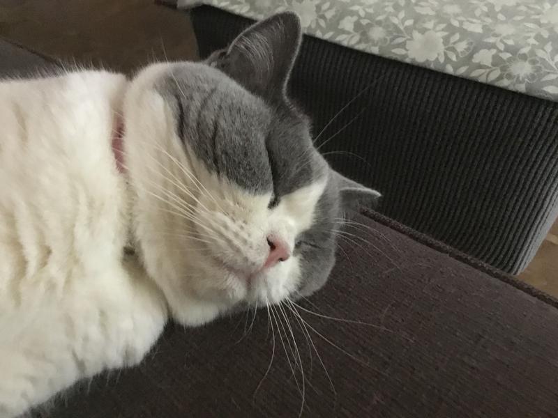 Royal Canin Instinctive Cat Food In Gravy 85g