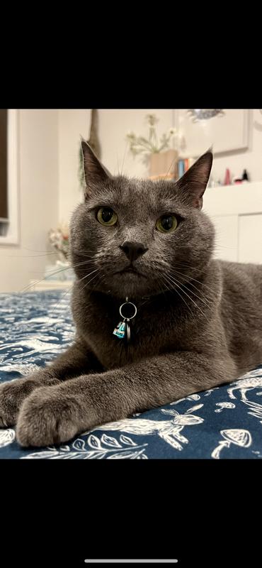 Feliway Cat Anxiety Diffuser With 48ml Refill