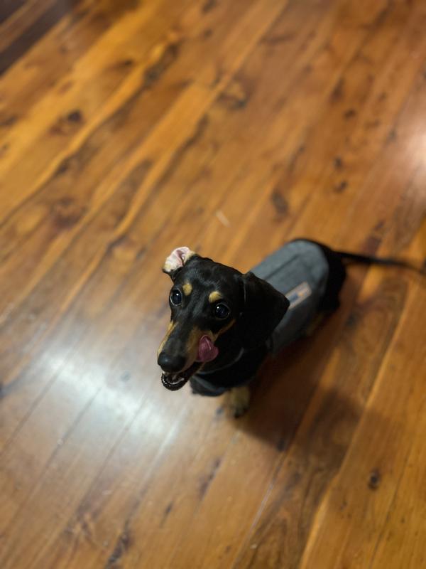 Petbarn thundershirt outlet