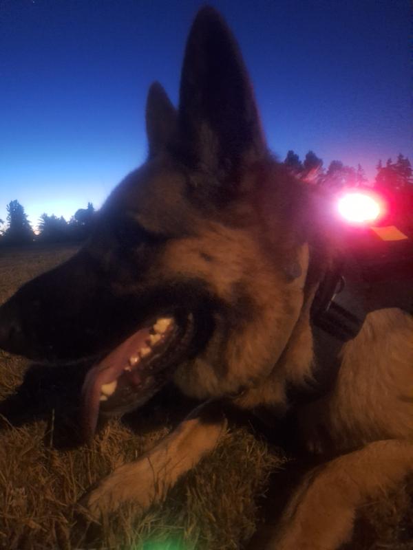Night fetch with his glow in the dark ball.