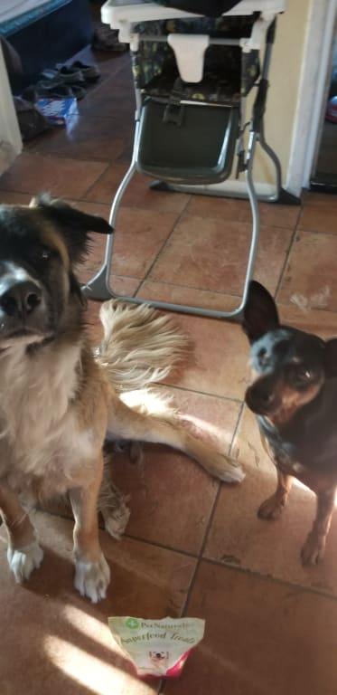 Leo and Rocky being good for some tasty snacks