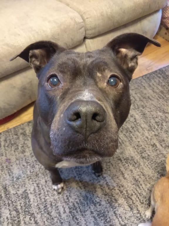 I can have bacon treat?!?!