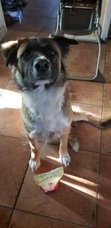 Leo showing off how well behaved he is for a treat