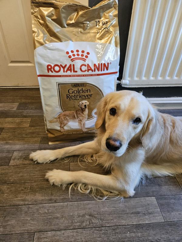 Royal Canin Golden Retriever Adult Dry Dog Food | Pets