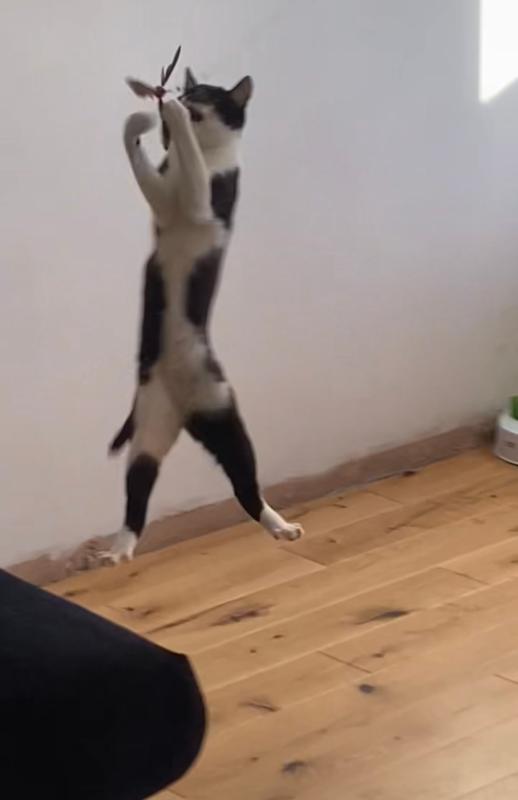 🐱 GO CAT DA PURR PELLER: Recambio De 3 Pelotitas Para Juguete Interactivo De Gato – ¡Diversión Asegurada!
