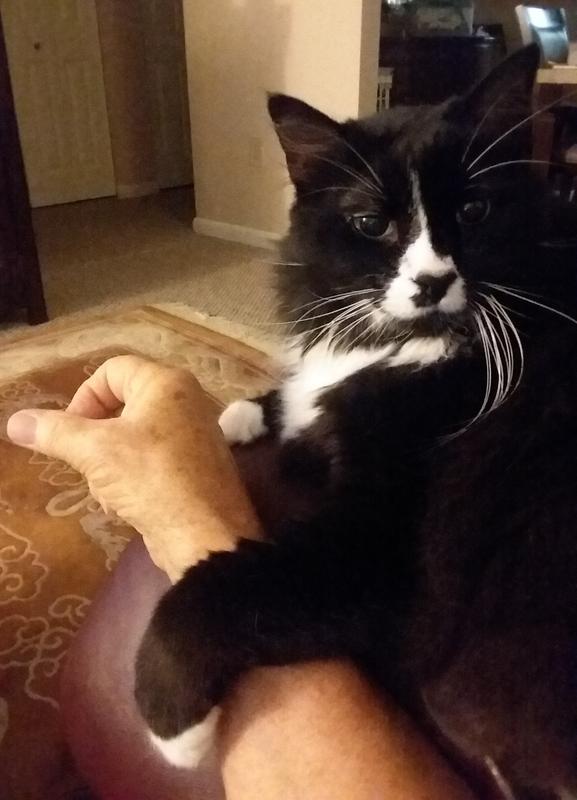 Vinnie's crossing paws with Pop