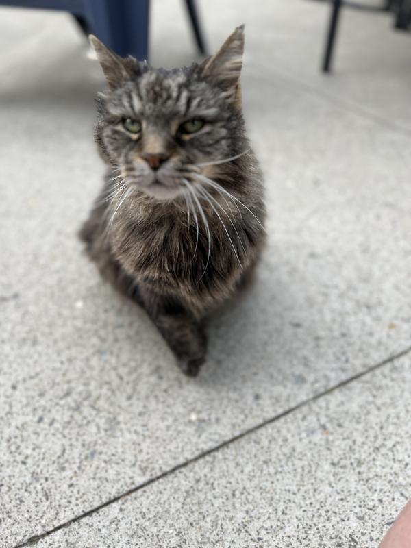 Approved by Sammy cat