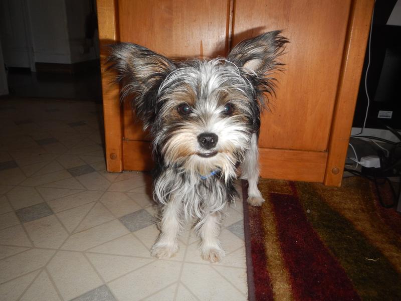 The offender wearing his collar