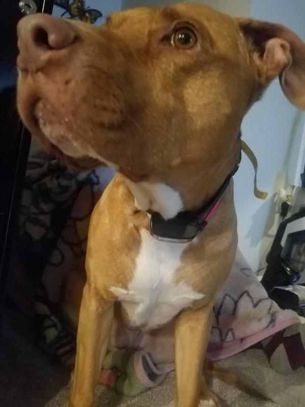 Adjusting the collar to fit correctly!