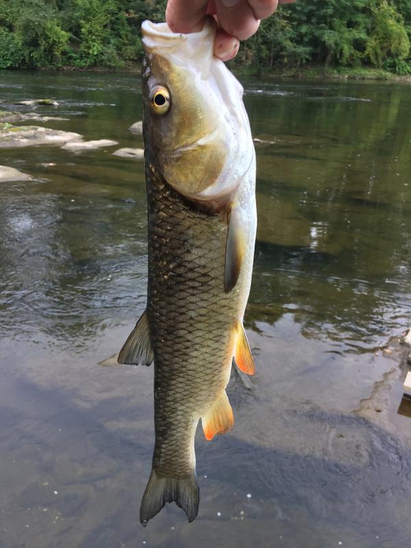 River2Sea WHOPPER PLOPPER 9CM YELLOW HEAD