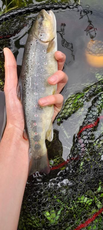 Nylon truite varivas super trout advance