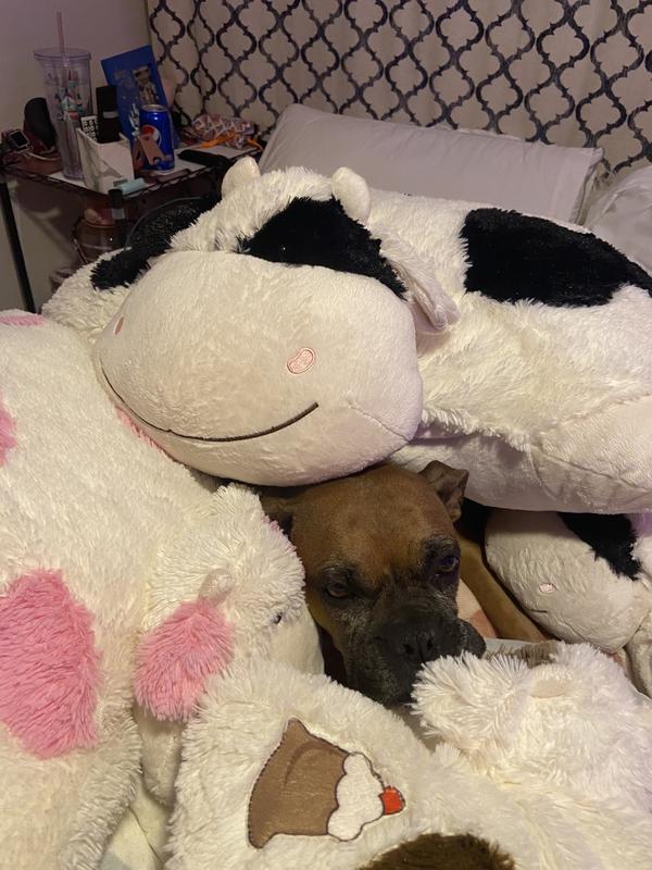 big enough to be used as a dog bed for small to medium dogs too lol i love my jumbo pillow pet