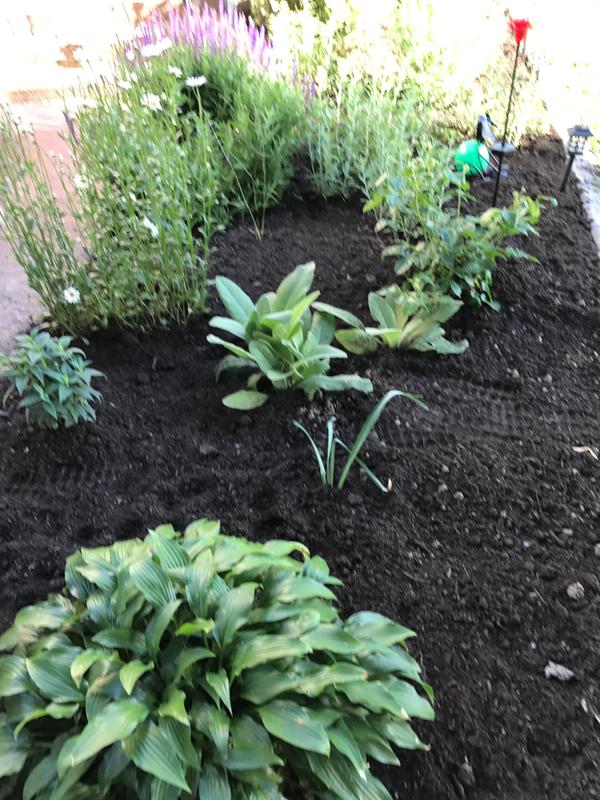 My front yard garden