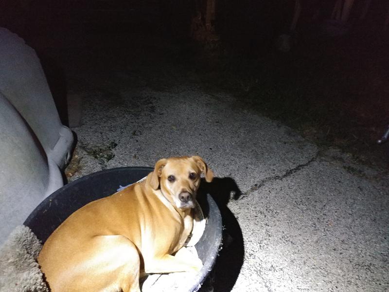 Carly at her best ,she took over my wash tub for a bed.