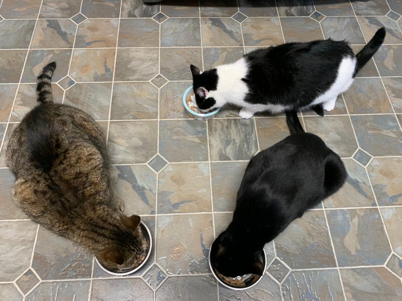 Kitty snack time!