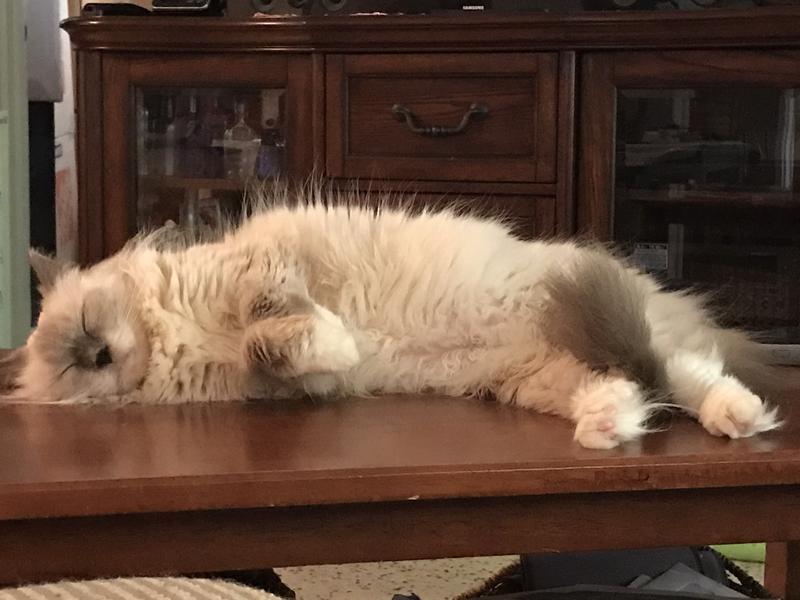 Thinking I might get up, if Mom would just give me a treat.