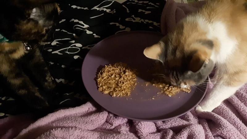 My cat on the right loves it but my cat on the left doesnt like it.