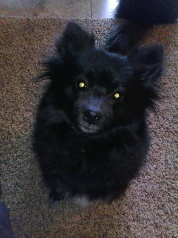 3 y/o pom Roxy