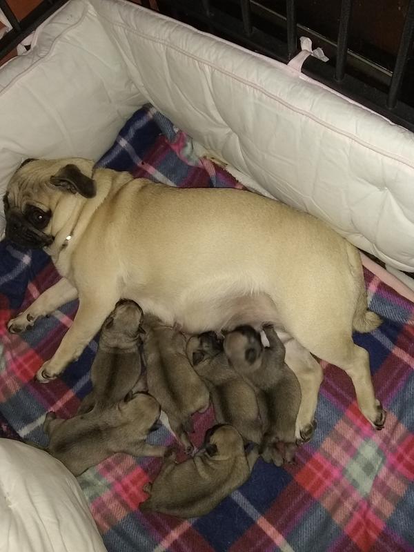 My newest litter of Pug puppies.