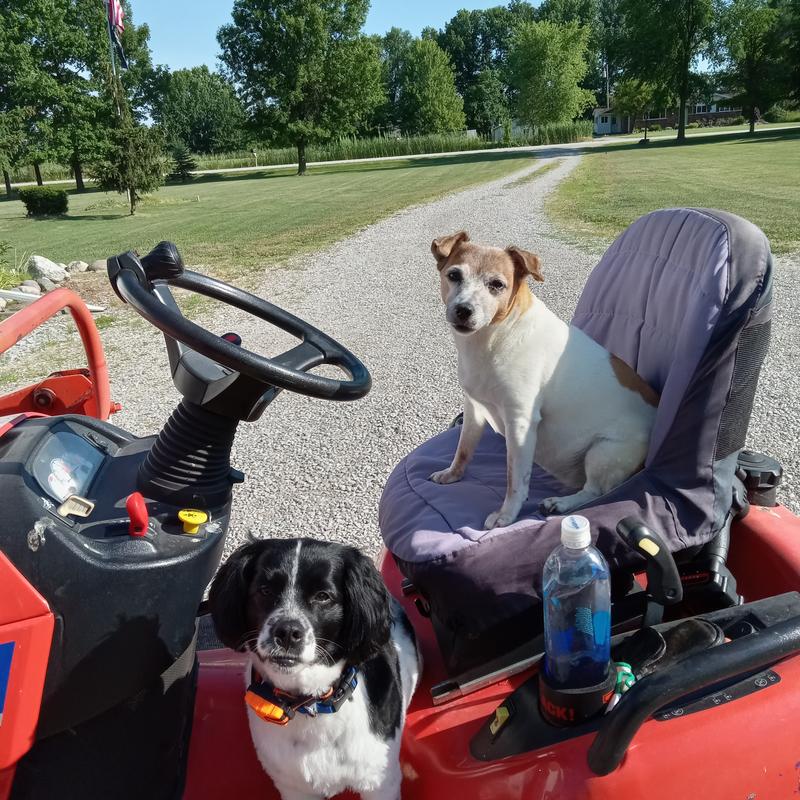 Lucky is sitting in the seat. She's 12. Kopper Car is the black and white ( get it? Black and white..kopper car ! He's 15 months and only gets begging strips.