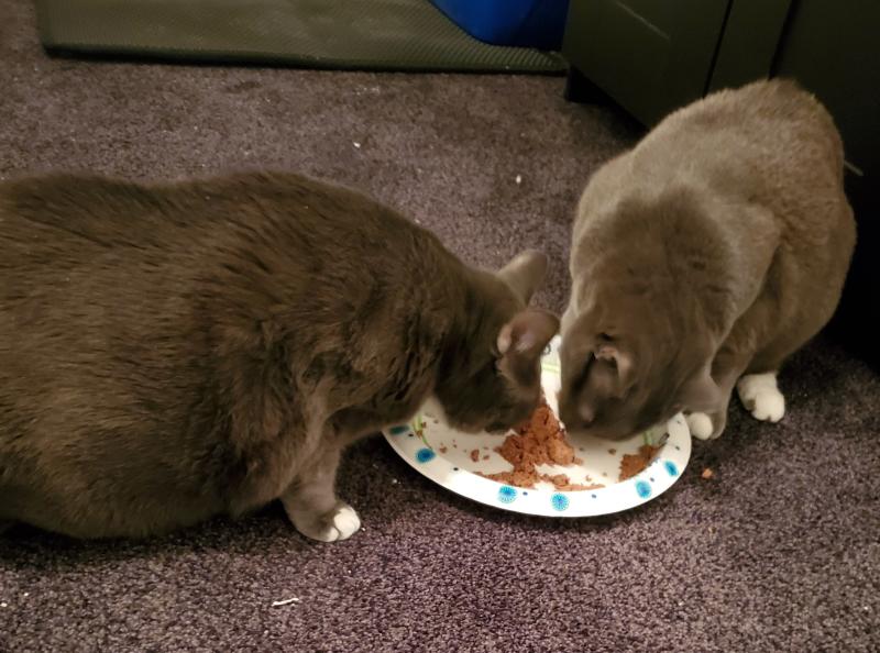 Miley and Clemmy approve!