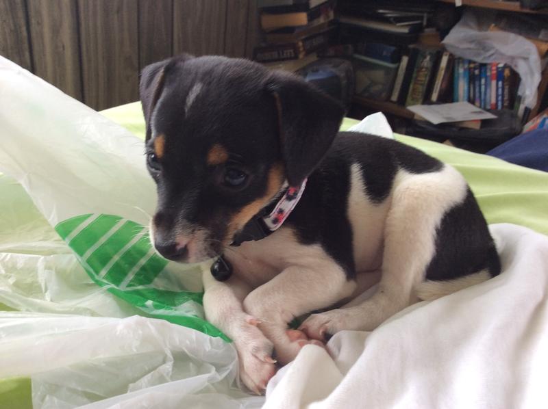 Baby millie