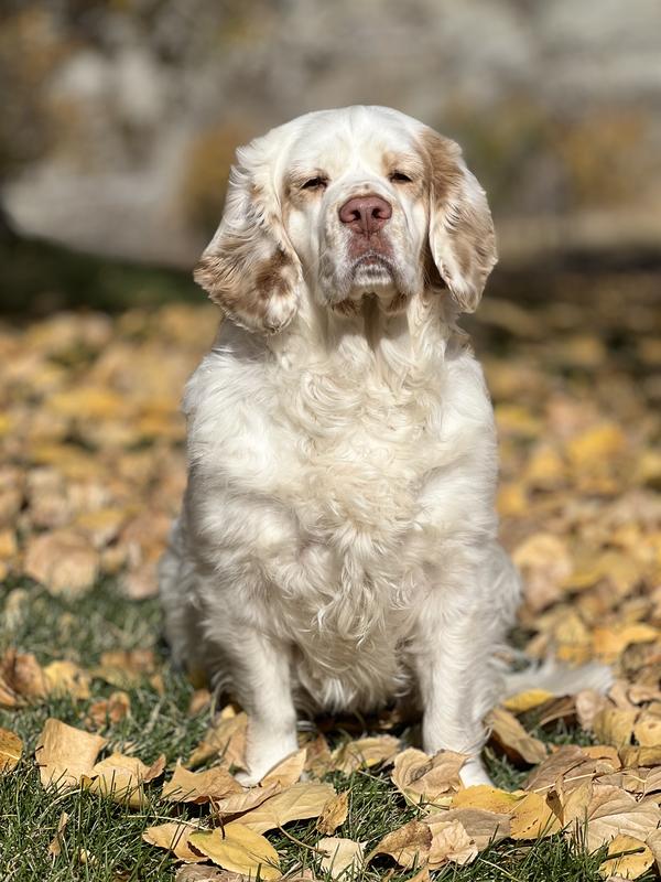 Stellar and Precious