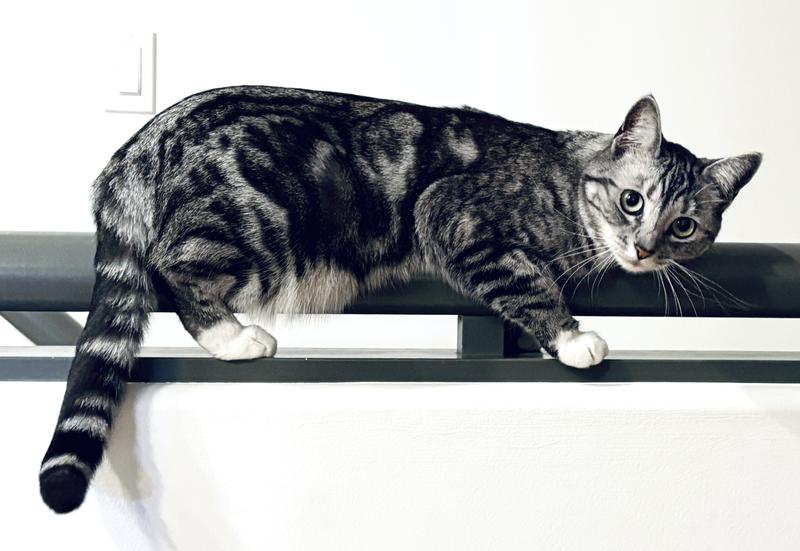 Zoe - our meowtaineer tabby.