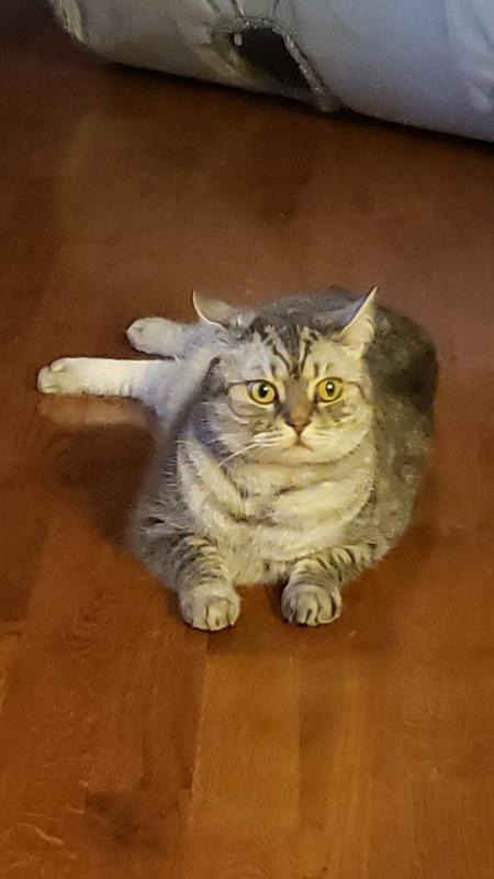 My cat looks better after being on this